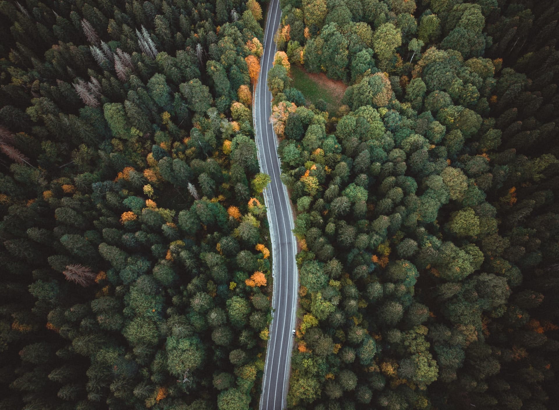 Road between forest